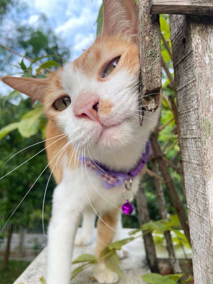 ส้ม